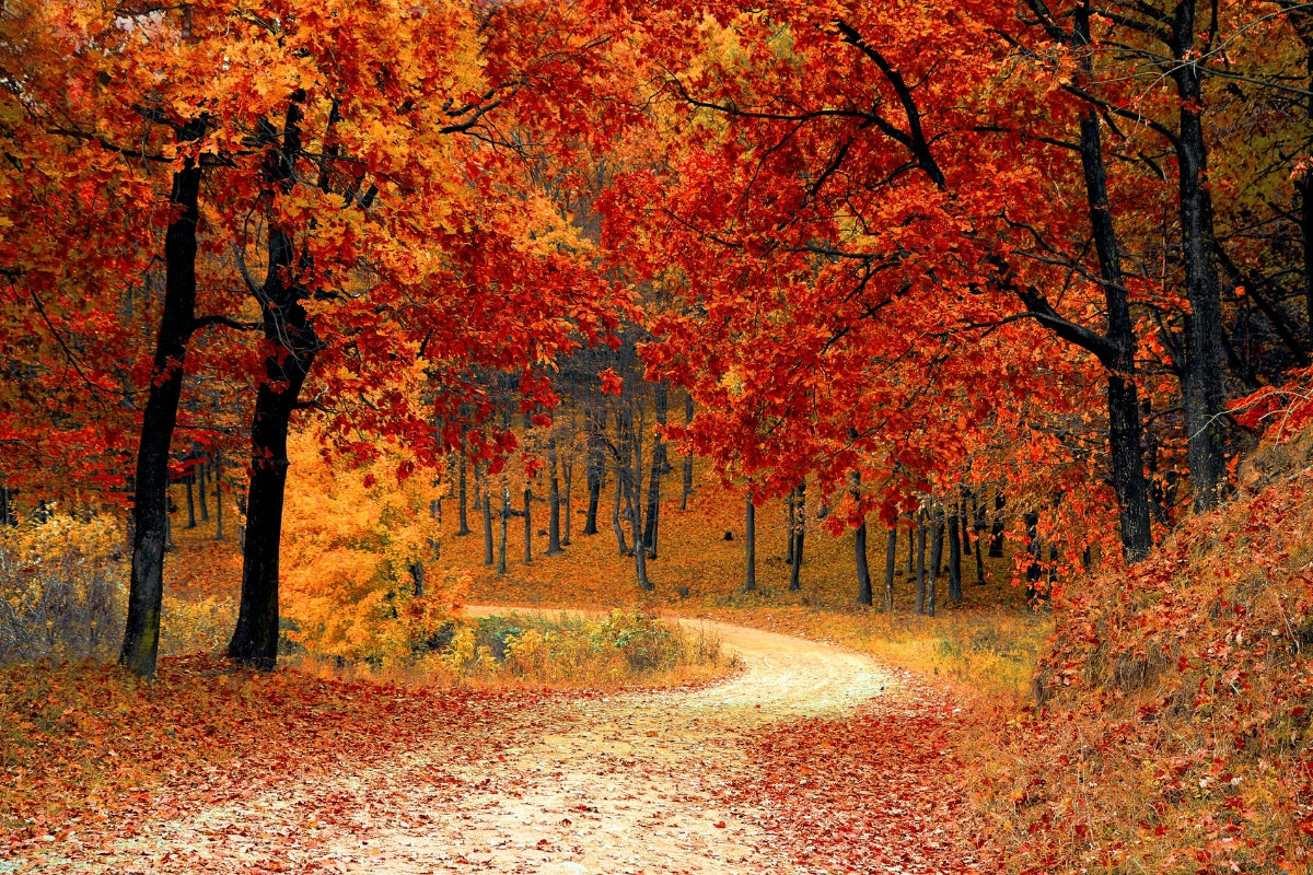 Your Fall Allergy Map: What's Blooming in Your Region and How to Breathe Easier