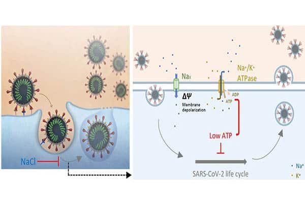 Inhibition of Coronavirus 2 Replication